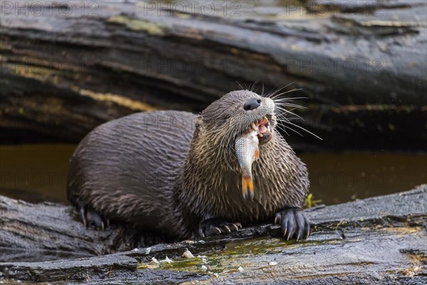 Eurasian otter