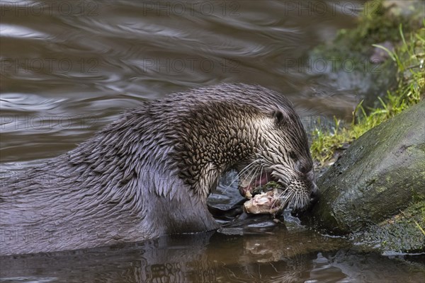 Eurasian otter