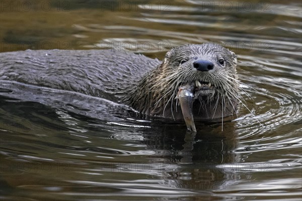 Eurasian otter