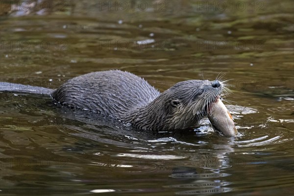 Eurasian otter