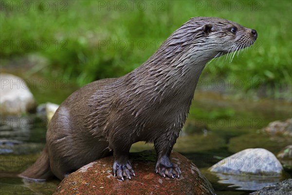 European River Otter