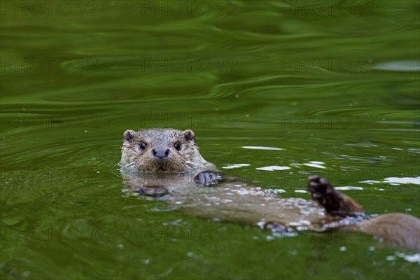 European River Otter