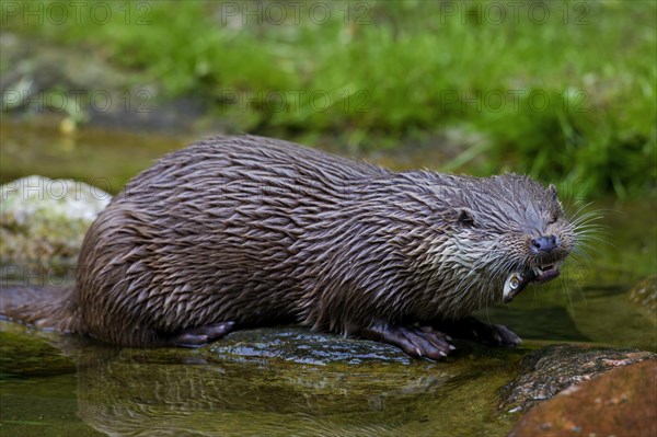 European River Otter