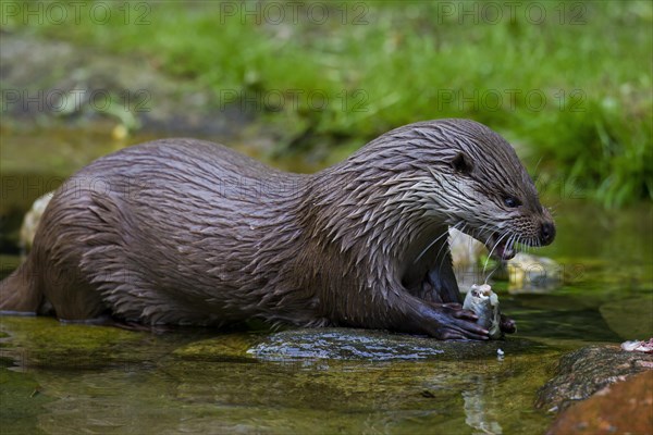 European River Otter