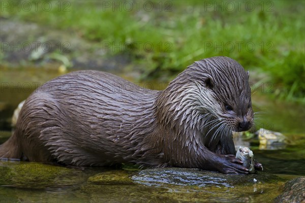 European River Otter