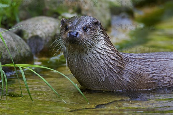 European River Otter