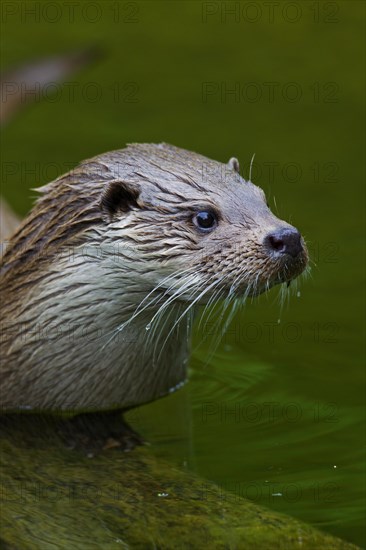 European River Otter