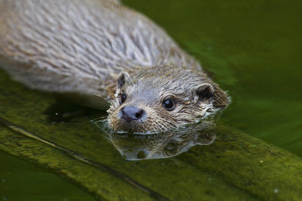 European River Otter