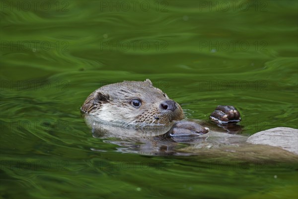 European River Otter