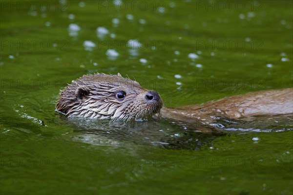 European River Otter