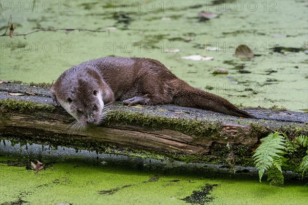 European River Otter