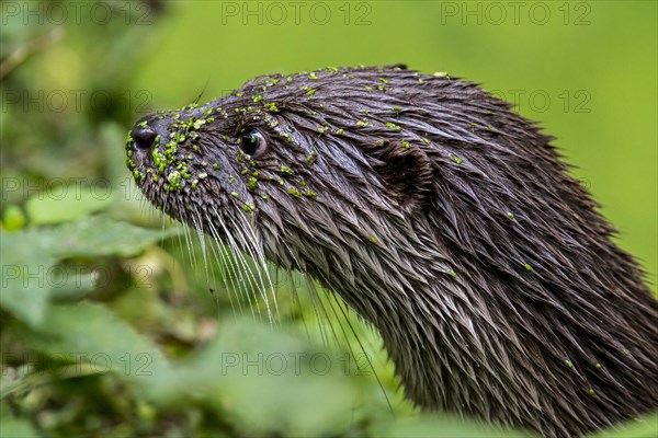 Close up portrait of European River Otter