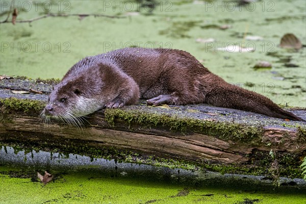 European River Otter