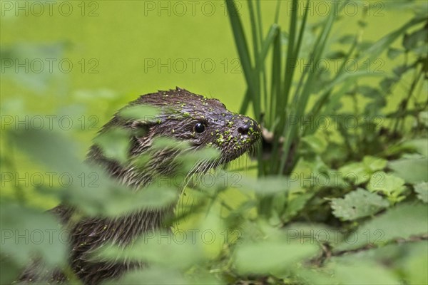 Close up portrait of European River Otter