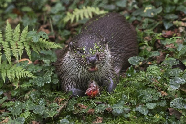 European River Otter