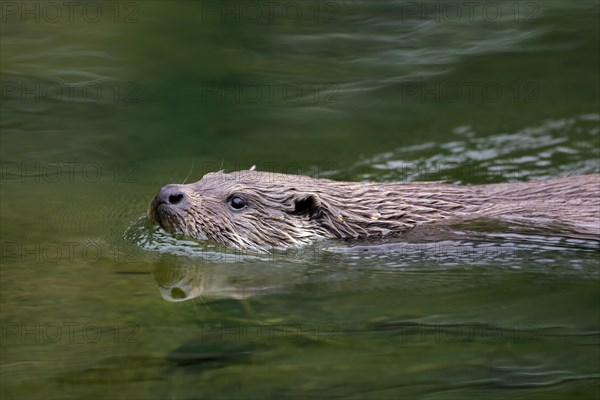 Close up of European river otter