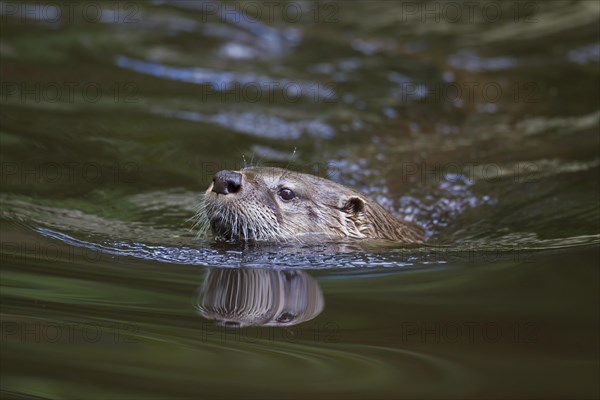 Close up of European river otter