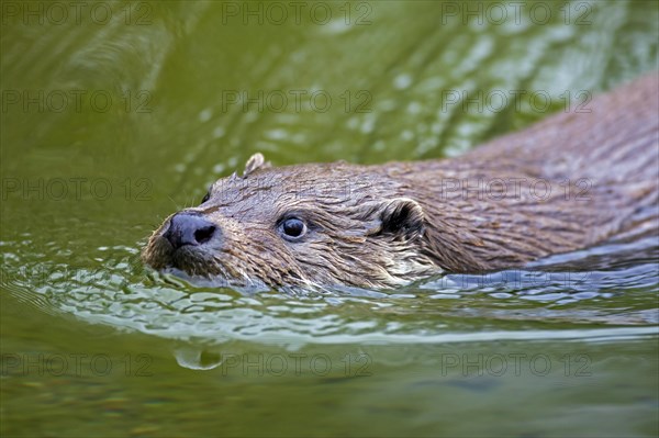 Close up of European river otter