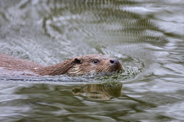 Close up of European river otter