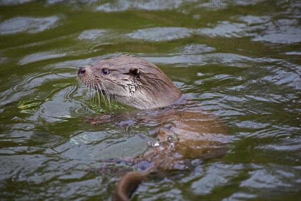 European river otter