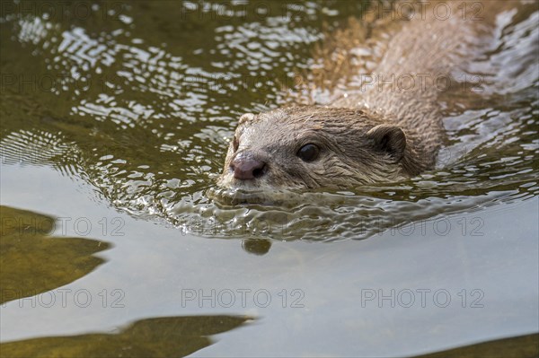 Smooth-coated otter