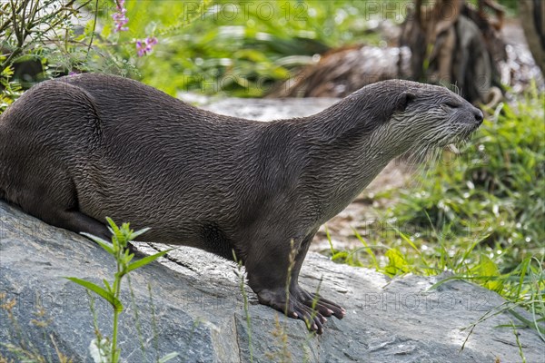 Smooth-coated otter