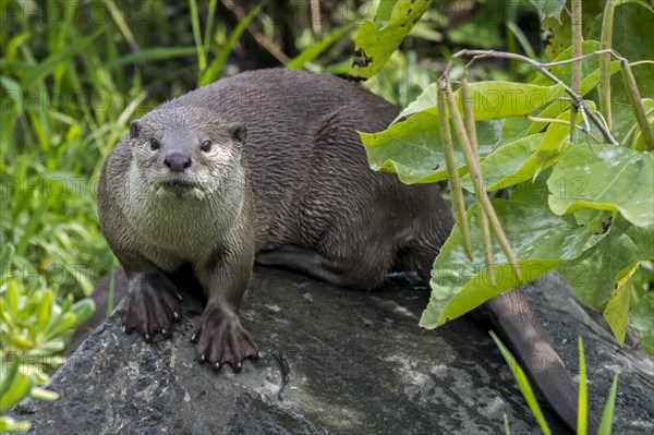 Smooth-coated otter