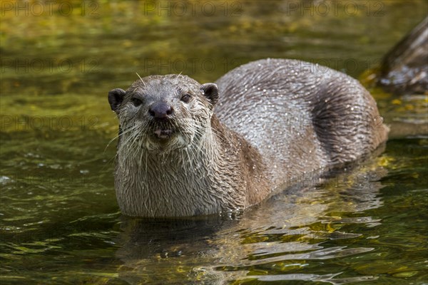 Smooth-coated otter