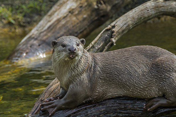 Smooth-coated otter