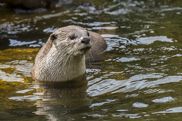 Smooth-coated otter