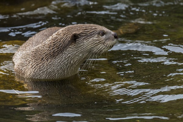 Smooth-coated otter