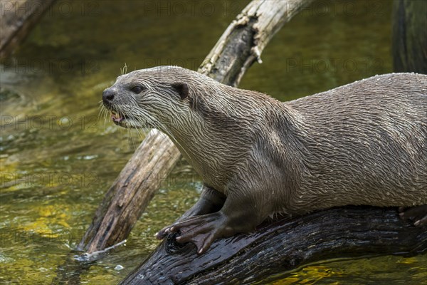 Smooth-coated otter