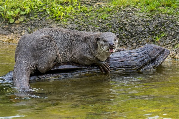 Smooth-coated otter