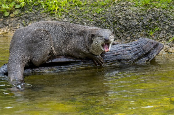 Smooth-coated otter