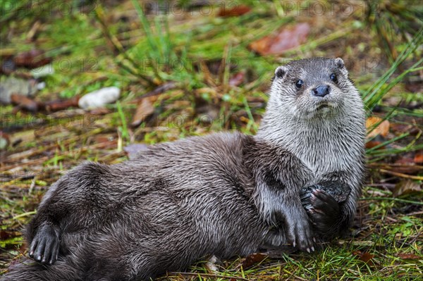 European River Otter