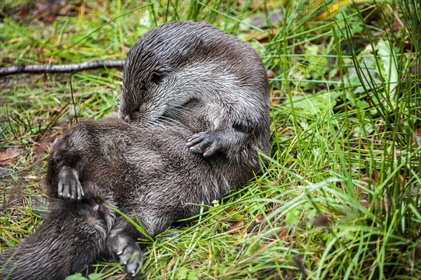 European River Otter