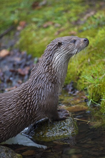 Close up of European river otter