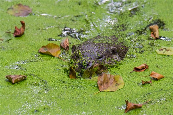 Eurasian otter