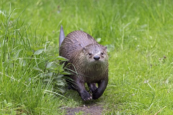 Eurasian otter
