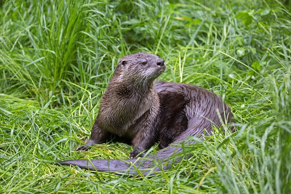 Eurasian otter