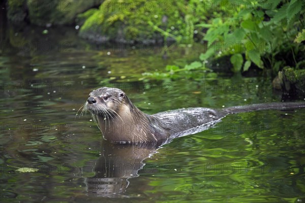 Eurasian otter