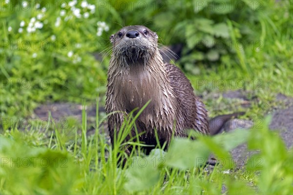 Eurasian otter