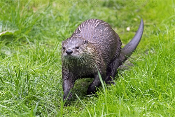 Eurasian otter