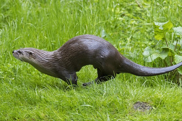 Eurasian otter