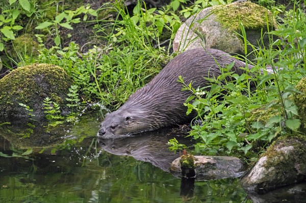 Eurasian otter