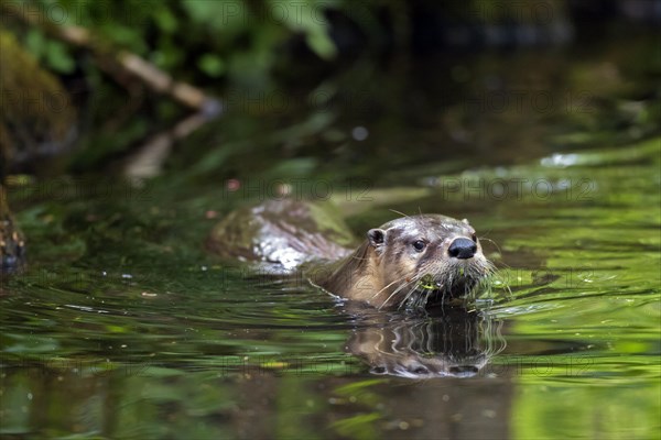 Eurasian otter