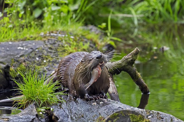 Eurasian otter