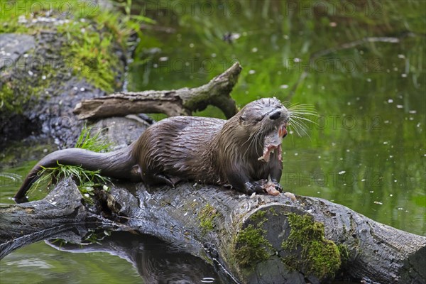 Eurasian otter