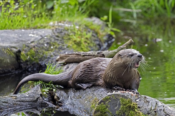 Eurasian otter