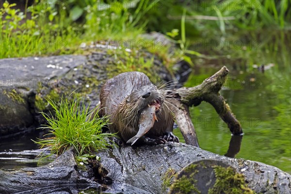 Eurasian otter